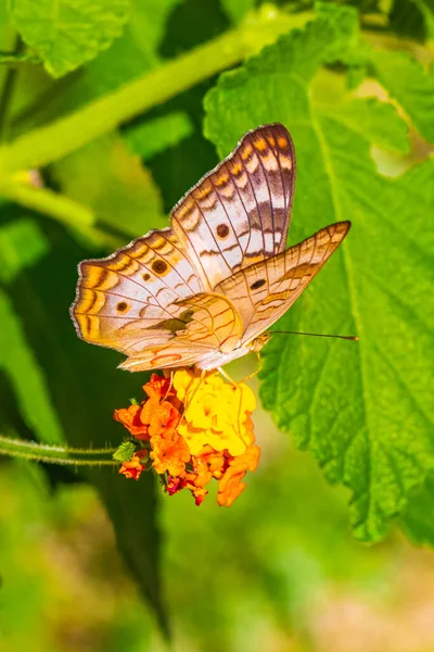 Tropischer Mexikanischer Schmetterling Sitzt Auf Einer Gelben Orangefarbenen Blütenpflanze Wald — Stockfoto