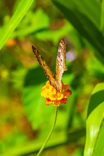 Mariposa Tropical Mexicana Está Sentada Una Planta Flores Color Naranja — Foto de Stock