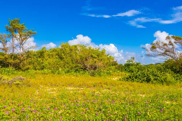 Playa 88 'den tropik Meksika plajı ağaçları ve doğal orman manzarası ve Playa del Carmen Meksika' dan Punta Esmeralda.