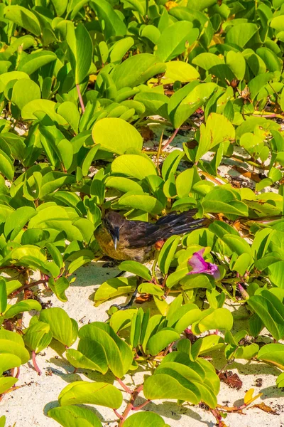 기사보기 캘리포니아 플라야델 카르멘에 멕시코 해변에서 Grackle Quiscalus Mexicanus 더위를 — 스톡 사진