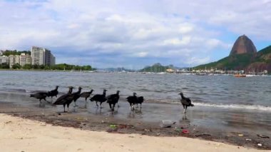Tropik Kara Akbabalar Coragyps atratus brasiliensis Rio de Janeiro Brezilya 'daki Botafogo Sahili kumlarında ölü balık leşi yerler..