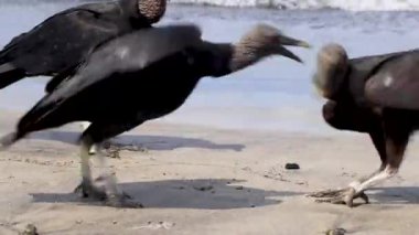 Tropik Kara Akbabalar Coragyps atratus brasiliensis Rio de Janeiro Brezilya 'daki Botafogo Sahili kumlarında ölü balık leşi yerler..