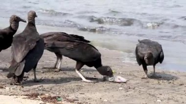 Tropik Kara Akbabalar Coragyps atratus brasiliensis Rio de Janeiro Brezilya 'daki Botafogo Sahili kumlarında ölü balık leşi yerler..