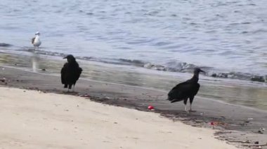 Tropikal Kara Akbabalar Coragyps, Rio de Janeiro Brezilya 'da Botafogo Sahili' nde bir martı ve brasiliensis atratus atratus..