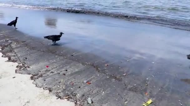 Tropičtí Černí Supi Coragyps Atratus Brasiliensis Holubi Písku Botafogo Beach — Stock video