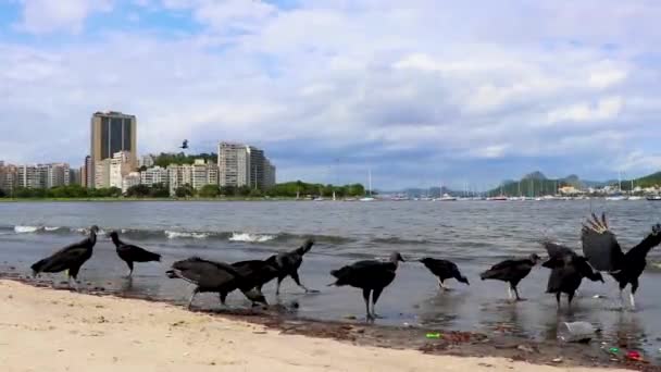 Tropické Černé Supi Coragyps Atratus Brasiliensis Jíst Mrtvé Ryby Mrtvoly — Stock video