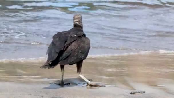 Abutre Negro Tropical Coragyps Atratus Brasiliensis Solitário Areia Praia Botafogo — Vídeo de Stock