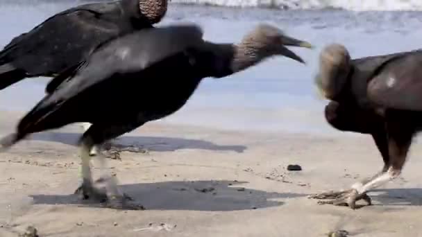 Tropical Black Vultures Coragyps Atratus Brasiliensis Поїдають Мертвих Трупів Риб — стокове відео