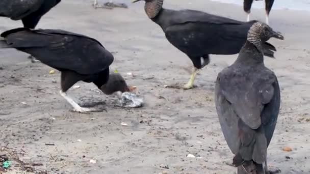巴西里约热内卢Botafogo海滩上的热带黑鹰Coragyps Atratus Brasiliensis吃死鱼尸体 — 图库视频影像