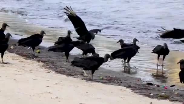 Tropische Schwarzgeier Coragyps Atratus Brasiliensis Fressen Tote Fischkadaver Strand Von — Stockvideo