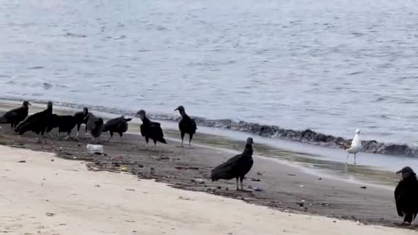 Tropical Black Vultures Coragyps Atratus Brasiliensis Eat Dead Fish Carcass — Stock Video