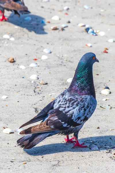 Porträtt Vacker Färgglad Duva Fågel Vid Botafogo Beach Sand Rio — Stockfoto