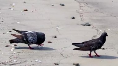 Güvercinler Rio de Janeiro Brezilya 'daki Botafogo kumsalında sevişmeye çalışıyorlar..
