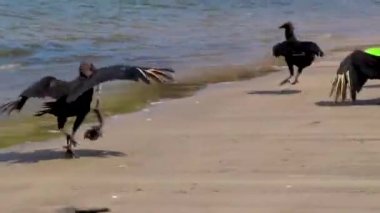 Tropik Kara Akbabalar Coragyps atratus brasiliensis Rio de Janeiro Brezilya 'daki Botafogo Sahili kumlarında ölü balık leşi yerler..
