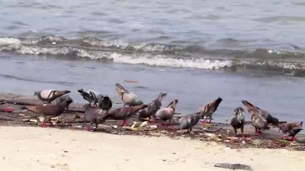 Duvfåglar Äter Från Strandade Tvättade Sopor Föroreningar Botafogo Beach Sand — Stockvideo