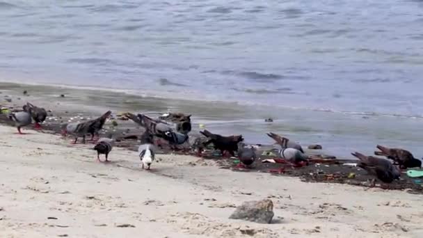 Pájaros Palomas Comen Varados Arrastrados Hasta Contaminación Basura Arena Playa — Vídeos de Stock