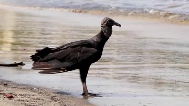 Tropical Black Vulture Coragyps Atratus Brasiliensis Lonely Botafogo Beach Sand — Stock video