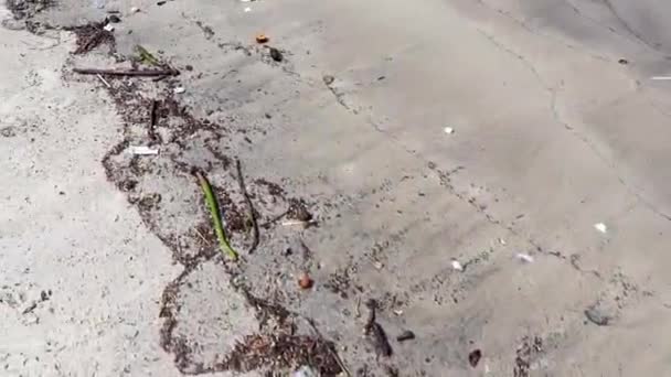Stranded Washed Garbage Waste Trash Pollution Botafogo Beach Sand Rio — Stockvideo