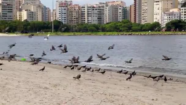 Duiven Eten Van Aangespoelde Vuilnis Botafogo Beach Zand Rio Janeiro — Stockvideo