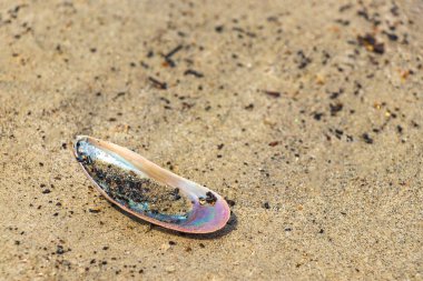 Botafogo Sahili Rio de Janeiro Brezilya sahilindeki kumsalda güzel renkli midye kabukları.