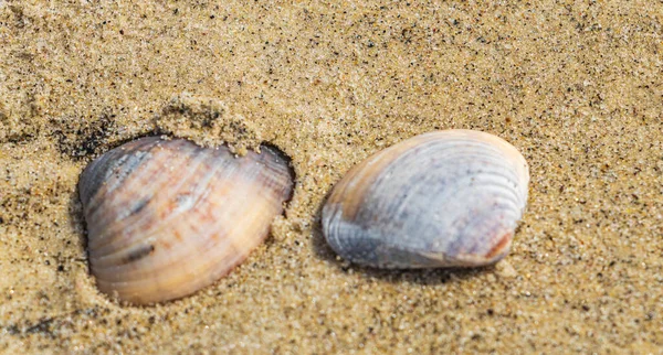 Beautiful Mussels Shells Beach Sand Botafogo Beach Rio Janeiro Brazil — Stock Photo, Image