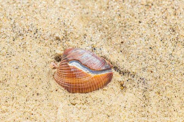 Beautiful Mussels Shells Beach Sand Botafogo Beach Rio Janeiro Brazil — Stock Photo, Image