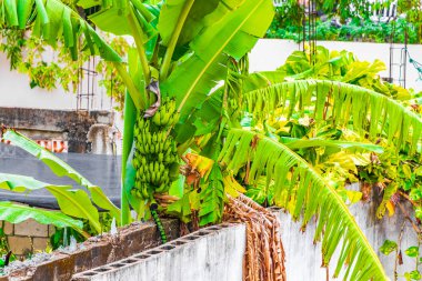 Playa del Carmen Meksika 'da muz çiçeğiyle yeşil sarı muzlar yetişiyor..