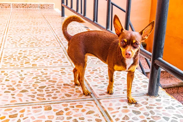 Retrato Perro Mexicano Moreno Ruso Terrier Juguete Mientras Encantador Lindo — Foto de Stock