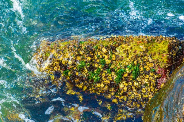 ジャネイロのフラメンゴビーチで貝貝で構成されている水の中の岩岩 — ストック写真