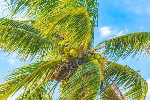 Tropical Natural Palm Trees Blue Sky Background Flamengo Park Beach — Stock Photo, Image