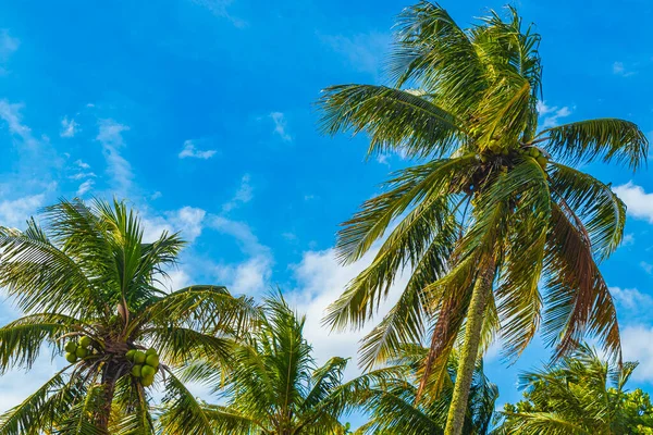 Tropical Natural Palm Trees Blue Sky Background Flamengo Park Beach — Stock Photo, Image