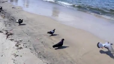 Rio de Janeiro Brezilya Botafogo Plajı 'ndaki kumsaldan güvercinler korkar..