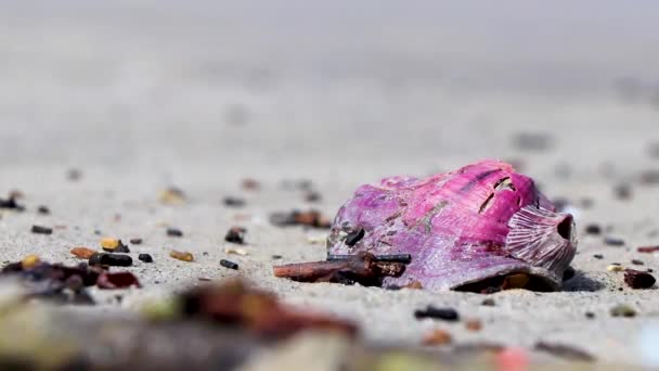 Πιο Όμορφο Ροζ Κέλυφος Μυδιών Στην Άμμο Παραλία Στο Botafogo — Αρχείο Βίντεο