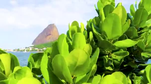 Beautiful Landscape Panorama Coastline Mountains Hills Niteri Trees Flamengo Rio — Stock Video