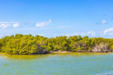 Quintana Roo Mexico 'da kumsaldaki doğal orman ve turkuaz su ile güzel Holbox adası manzarası.