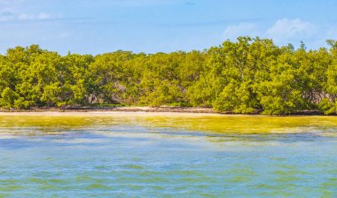 Quintana Roo Mexico 'da kumsaldaki doğal orman ve turkuaz su ile güzel Holbox adası manzarası.
