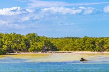 Quintana Roo Mexico 'da kumsaldaki doğal orman ve turkuaz su ile güzel Holbox adası manzarası.