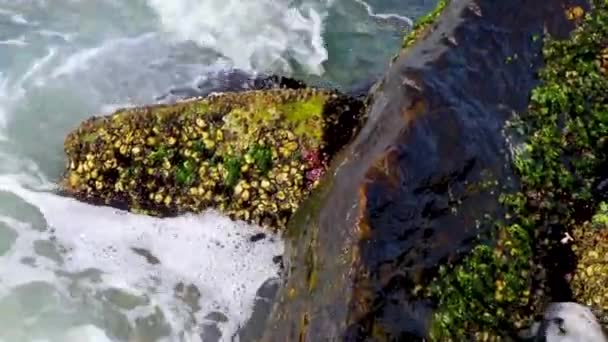 브라질 리우데자네이루의 플라멩 고해변에 — 비디오