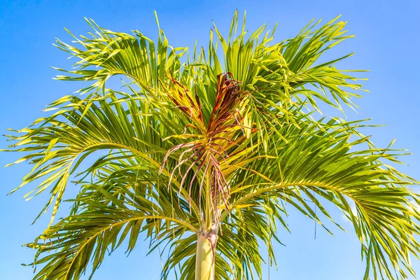Tropische Natuurlijke Mexicaanse Palmboom Met Blauwe Lucht Achtergrond Chiquil Lazaro — Stockfoto