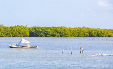 Güzel Holbox adası manzaralı Panorama manzaralı tekneler pelikan kuşları doğal orman ve Quintana Roo Meksika 'da turkuaz su.