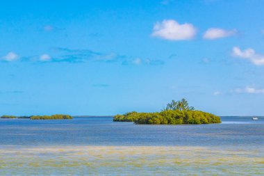 Güzel Holbox adası ve çevresindeki doğal orman ve Quintana Roo Mexico 'daki turkuaz su manzarası..