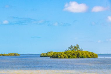 Güzel Holbox adası ve çevresindeki doğal orman ve Quintana Roo Mexico 'daki turkuaz su manzarası..