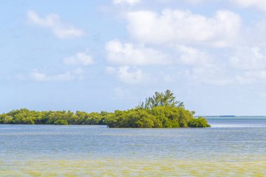 Güzel Holbox adası ve çevresindeki doğal orman ve Quintana Roo Mexico 'daki turkuaz su manzarası..