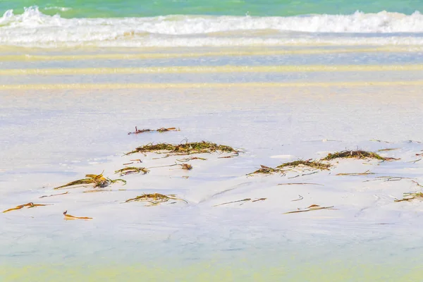 아름다운 모래톱 해변의 파노라마 멕시코 킨타나로오 청록색 과푸른 — 스톡 사진