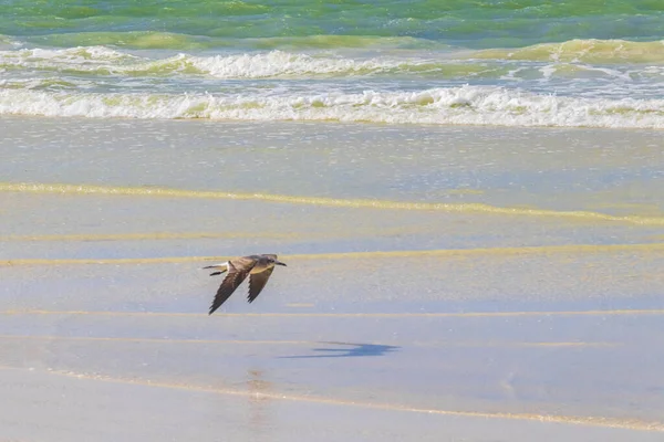 Flying Seagulls Birds Panorama Landscape View Beautiful Holbox Island Sandbank — Stock Photo, Image