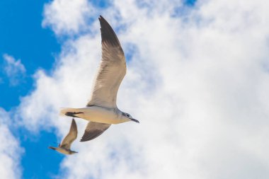 Flying seagulls birds with cloudy blue sky background on beautiful Holbox island beach in Quintana Roo Mexico.