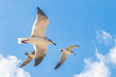 Flying seagulls birds with cloudy blue sky background on beautiful Holbox island beach in Quintana Roo Mexico.