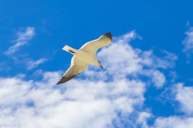 Bulutlu mavi gökyüzü arka planlı uçan martı kuşu Quintana Roo Mexico 'daki Holbox adasında güzel bir kumsalda.