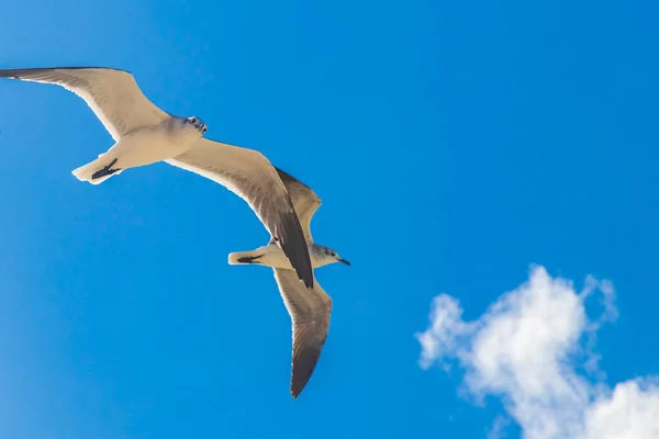 Flying Seagulls Birds Cloudy Blue Sky Background Beautiful Holbox Island — Stock Photo, Image