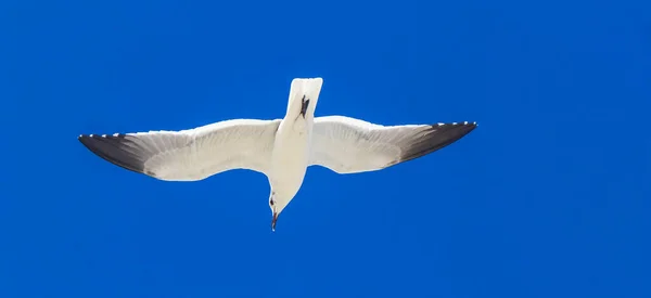 Flying Seagull Bird Blue Sky Background Beautiful Holbox Island Beach — Fotografie, imagine de stoc